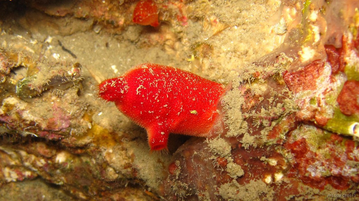 010 Ascidie rouge (Halocinthia papillosa).JPG - Ascidie rouge (Halocynthia papillosa)